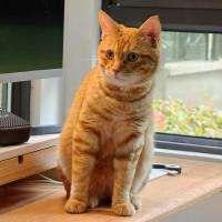 高颜值的第三方网易云播放器，支持 Win